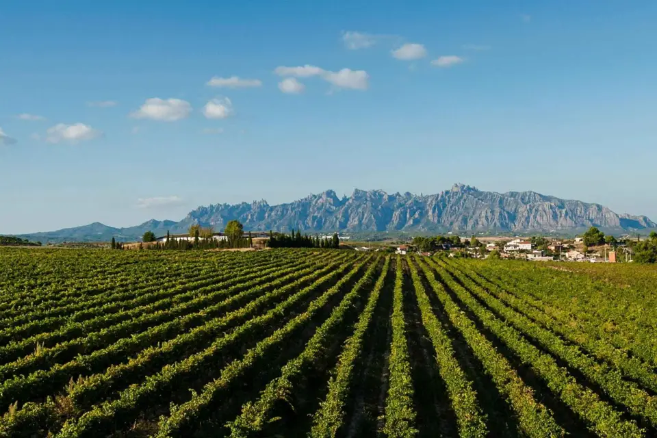 Excursión de un día a Montserrat y Bodegas del Cava desde Barcelona con servicio de recogida