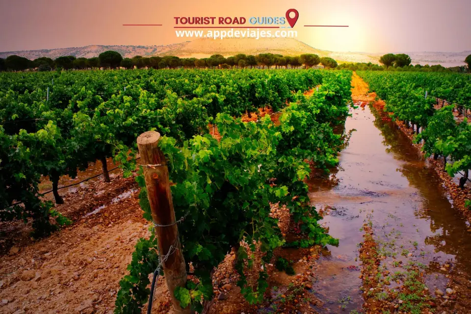 Desde Madrid: Castillo de Peñafiel, Ruta y Vino Ribera del Duero