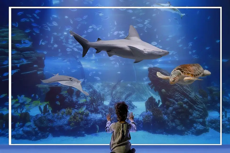 Madrid: Entrada al Acuario Atlantis