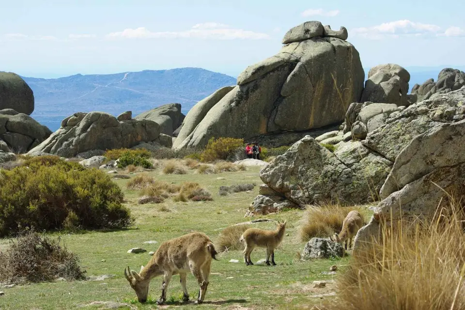 Desde Madrid: excursión de un día a la Sierra de Guadarrama