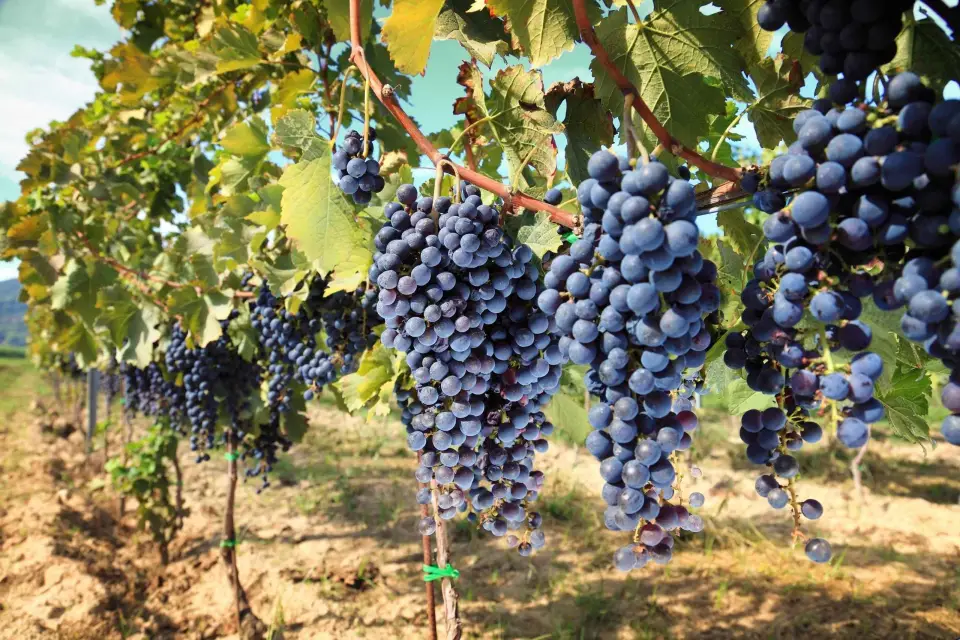 Madrid: Tour de medio día por bodegas con degustación