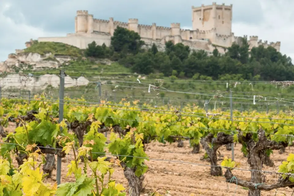 Tour del vino por la Ribera del Duero