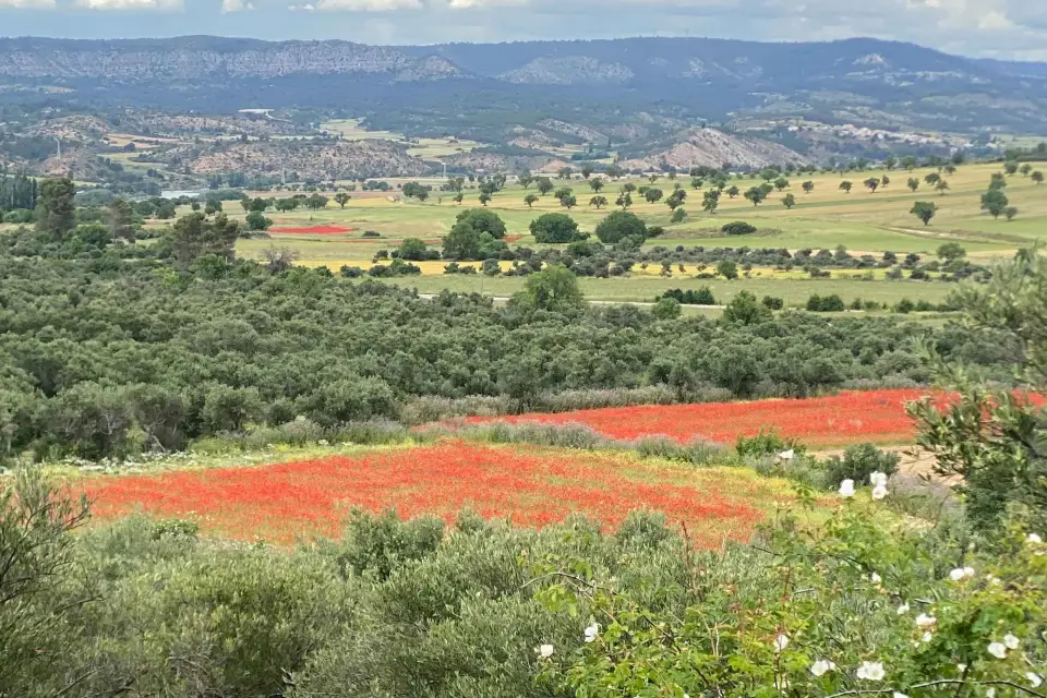 Madrid: La España virgen para gourmets y amantes de la naturaleza ❤️'s