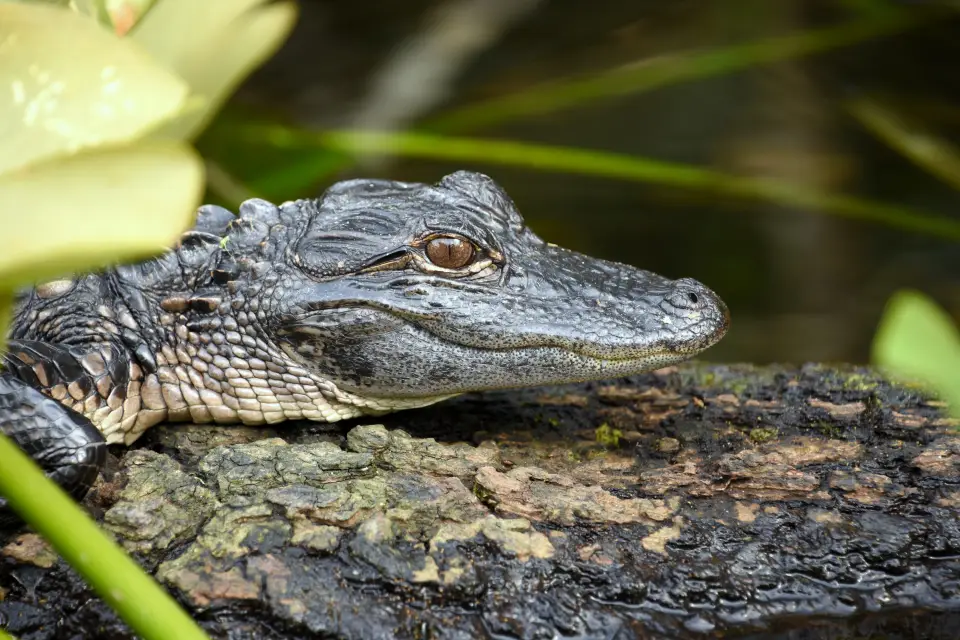 Excursión a los Everglades