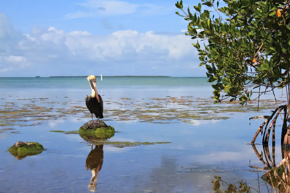 Excursión a los Everglades + Paseo en barco por Las Casas de los Famos