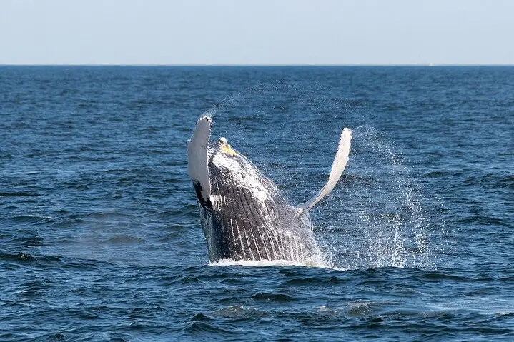 Crucero de avistamiento de ballenas por la ciudad de Nueva York