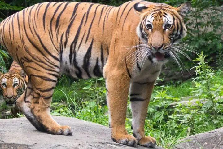 Entrada para el zoológico del Bronx