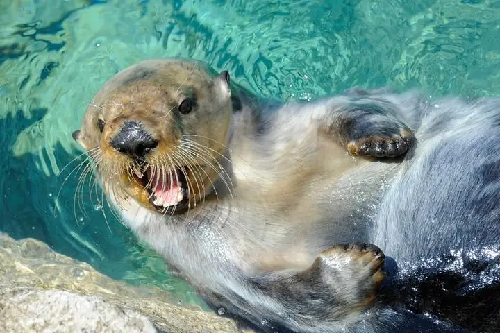 Entradas para el Acuario de Nueva York
