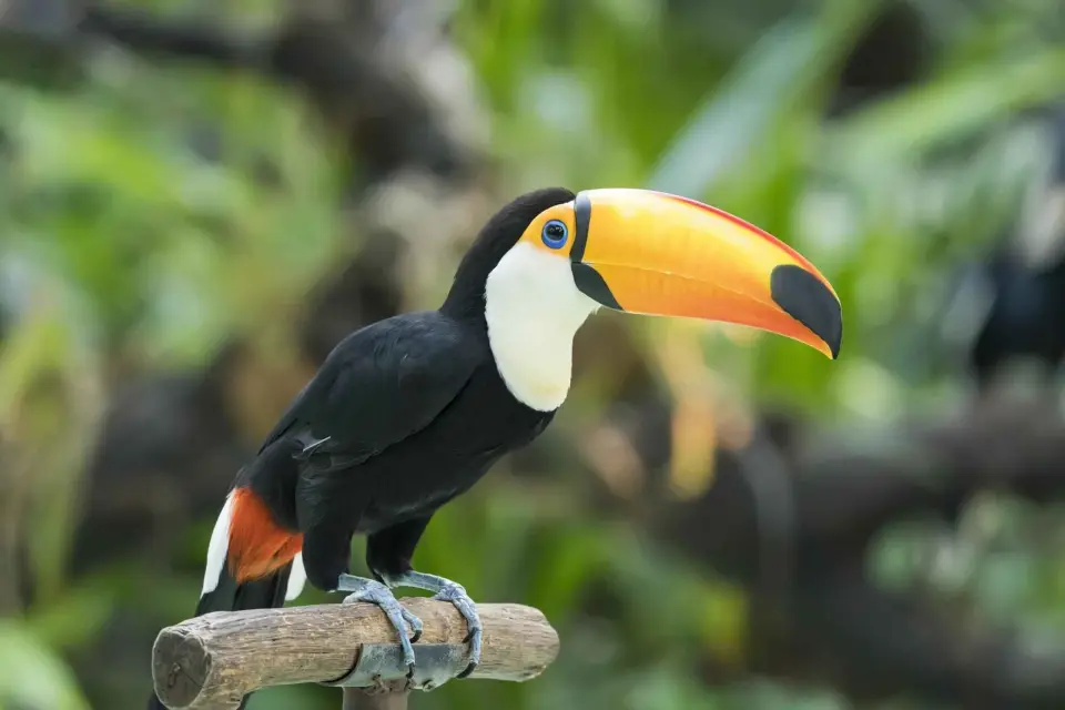 Entradas y traslados privados sin hacer cola para el zoo de Central Park