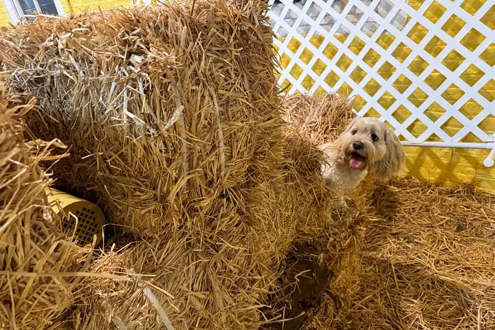 Habilidades para perros en el granero lleno de heno de la ciudad de Nueva York