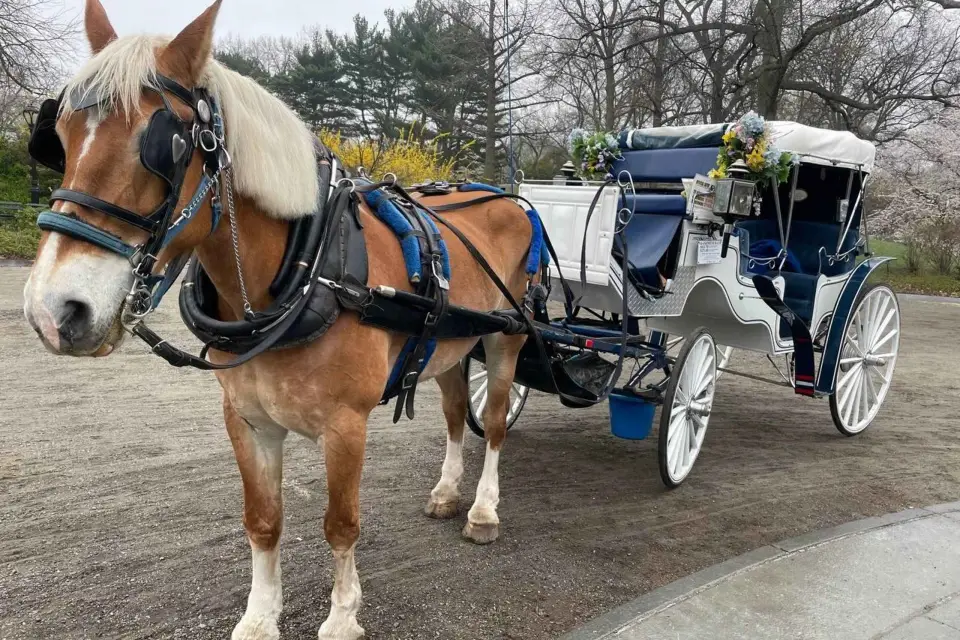 Paseo a caballo y en carruaje por Central Park de Nueva York
