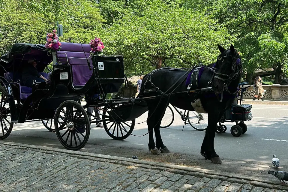 Paseos en coche de caballos por el Empire State Central Park desde 1935