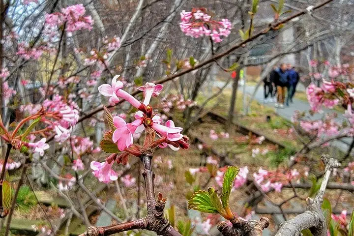 Secretos de High Line