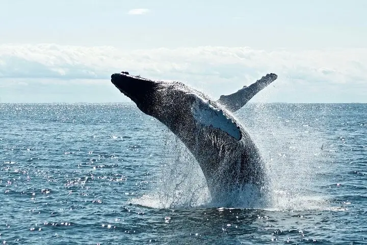 Tour de avistamiento de ballenas y vida silvestre en Nueva York
