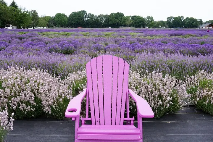 Tour de día completo a Lewin Farms, Lavender By The Bay y Tanger Outlets