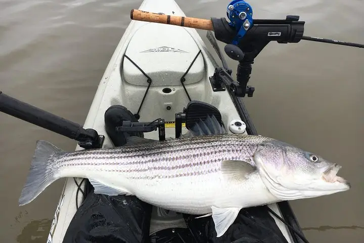 Tour guiado de pesca en kayak