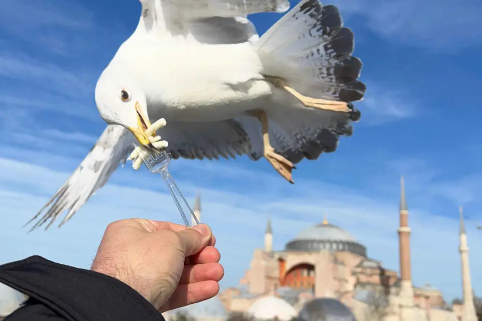 Estambul: Lo mejor de la ciudad Tour de día completo con traslados