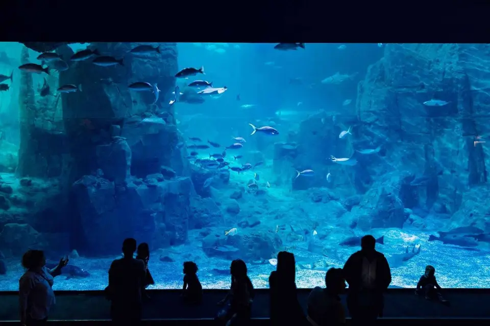 Estambul: Ticket de entrada al acuario con autobús lanzadera desde Sultanahmet