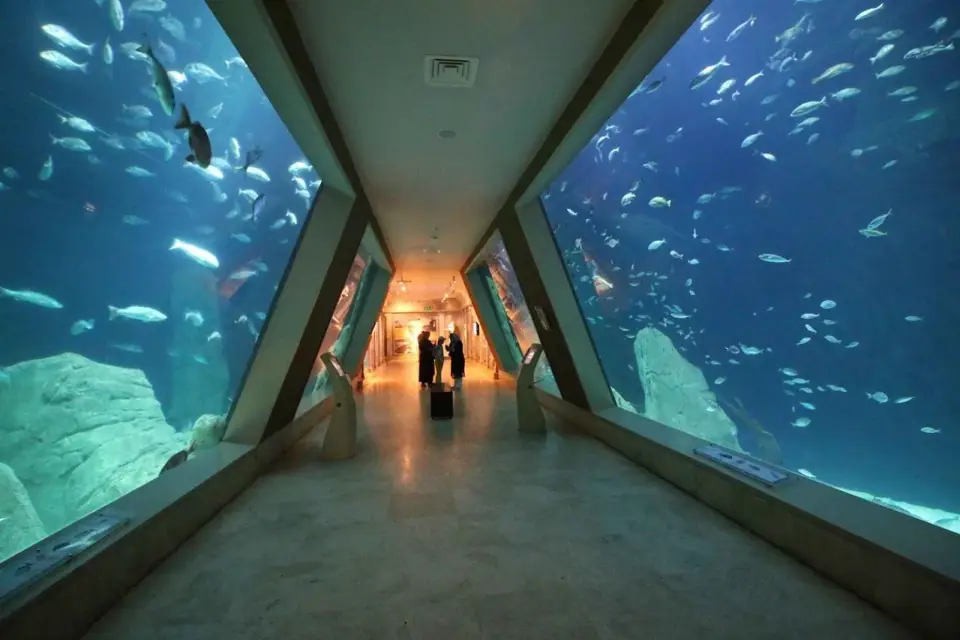 Estambul: Ticket de entrada al acuario y transporte de ida y vuelta desde Taksim