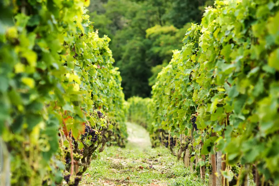 Cata de vinos y quesos en el valle del Ródano