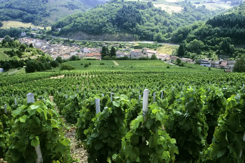 Tour de viñedos y bodegas por el valle del Ródano