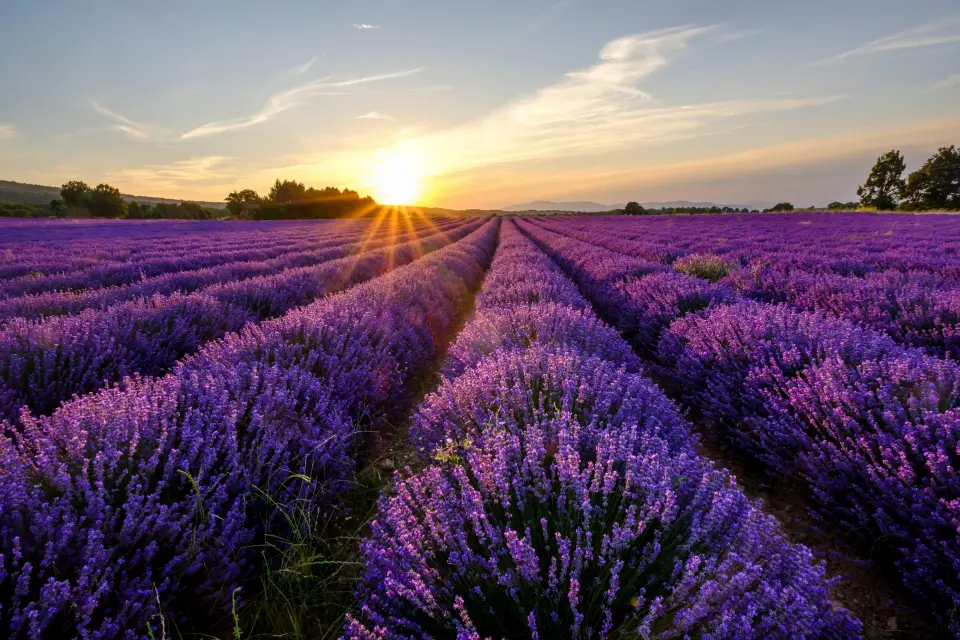 Tour de la lavanda por Sault