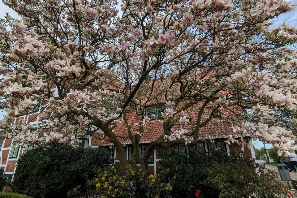 Campo de Hamburgo - Altes Land