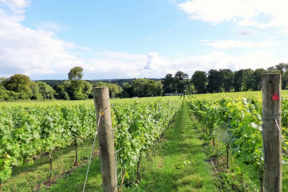 Londres: Ruta del Vino Inglés de un día con almuerzo
