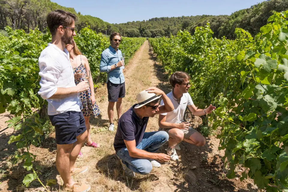 Desde Marsella: Degustación de vinos de Bandol y Cassis