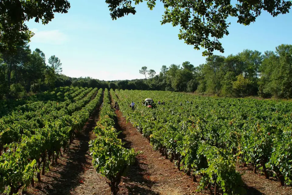 Luberon: Excursión enológica de un día desde Marsella