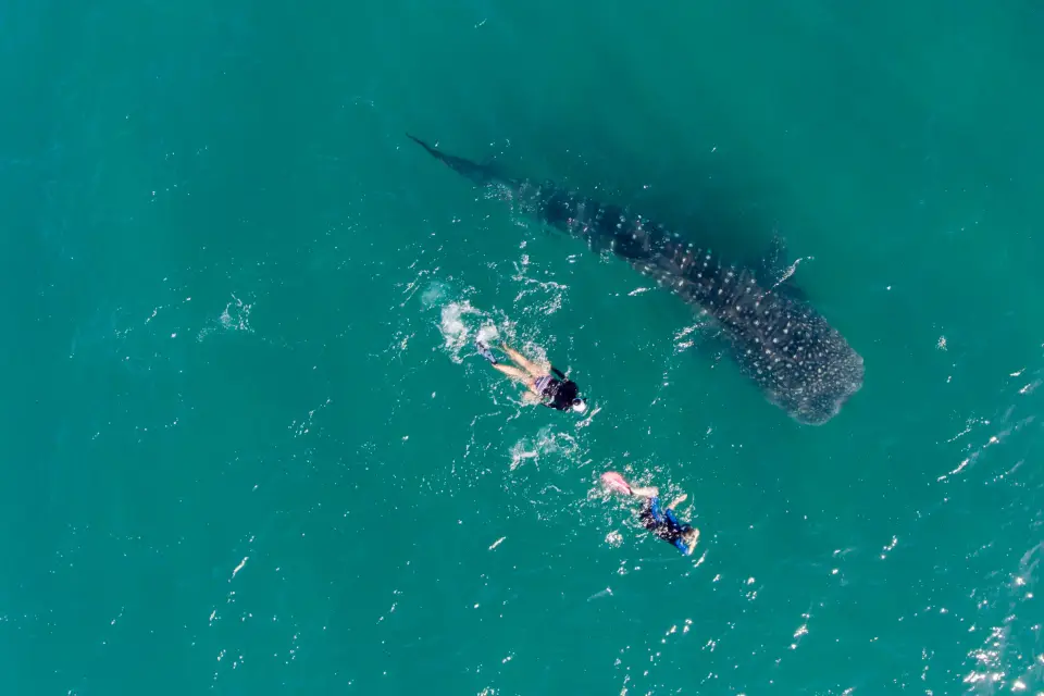 Nado con tiburones ballena
