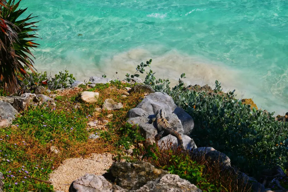 Snorkel en Tulum y Chikin Ha