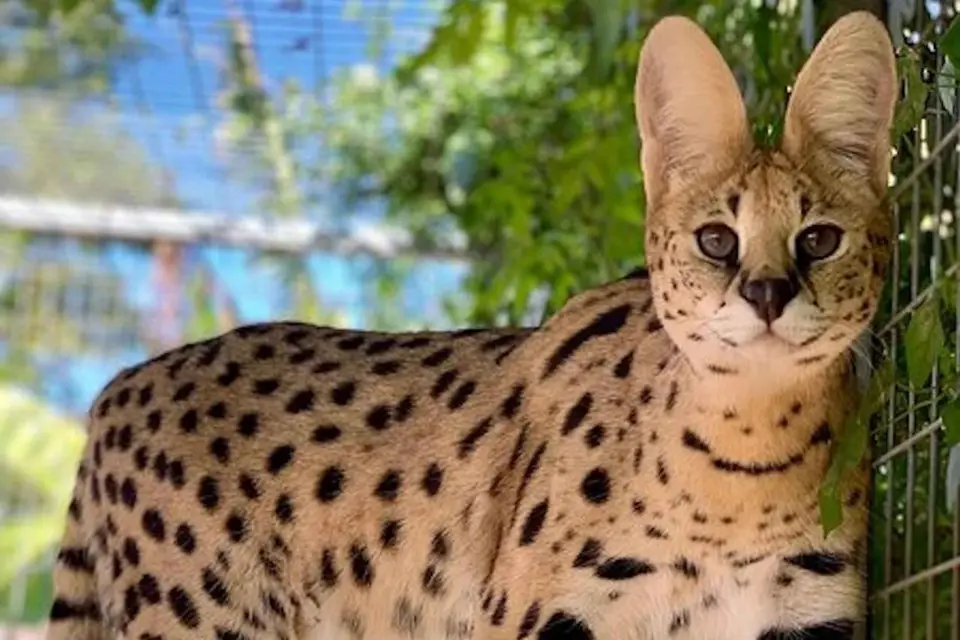 Miami: Encuentro con Serval en ZWF