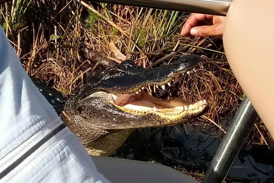 Miami: Everglades con 2 paseos en barco y almuerzo