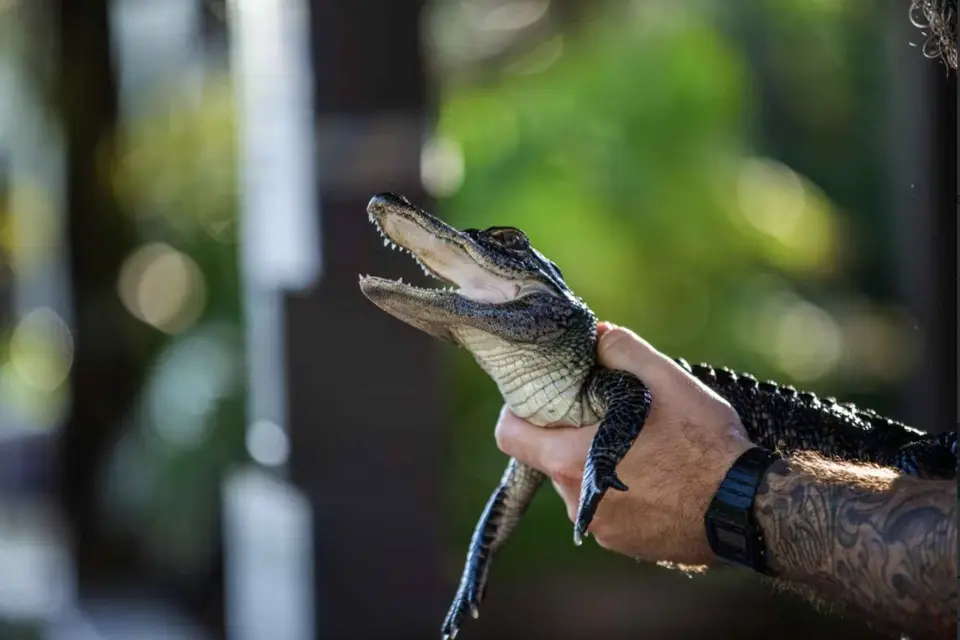 Everglades: visita privada a la exhibición de reptiles de Sawgrass Park
