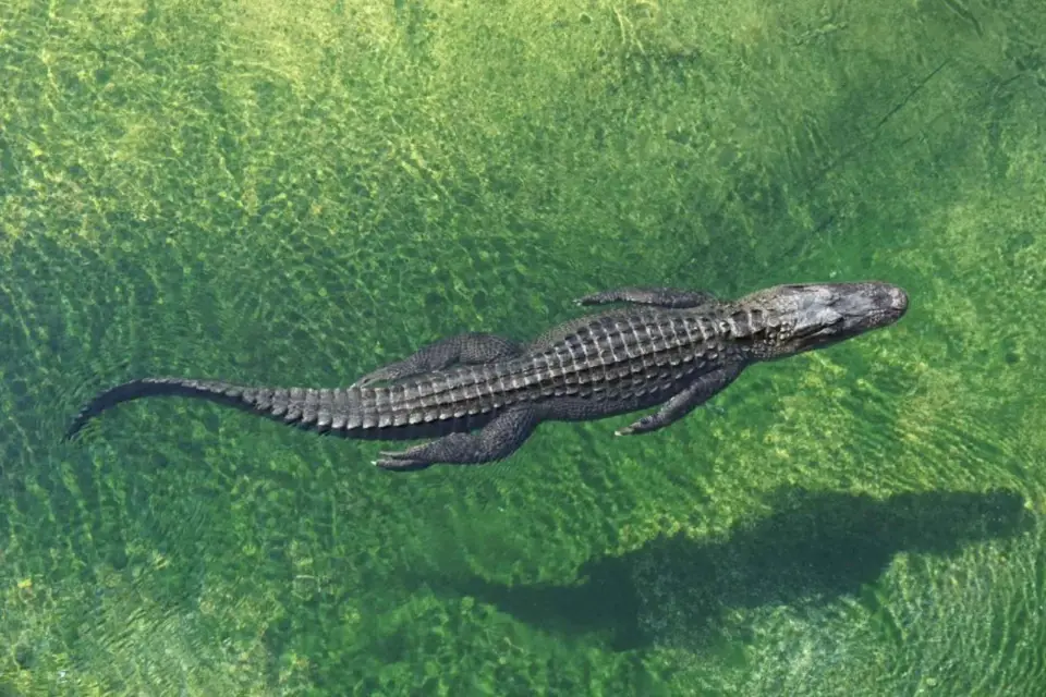 Miami: Excursión en grupo reducido con Everglades, La Pequeña Habana y Crucero