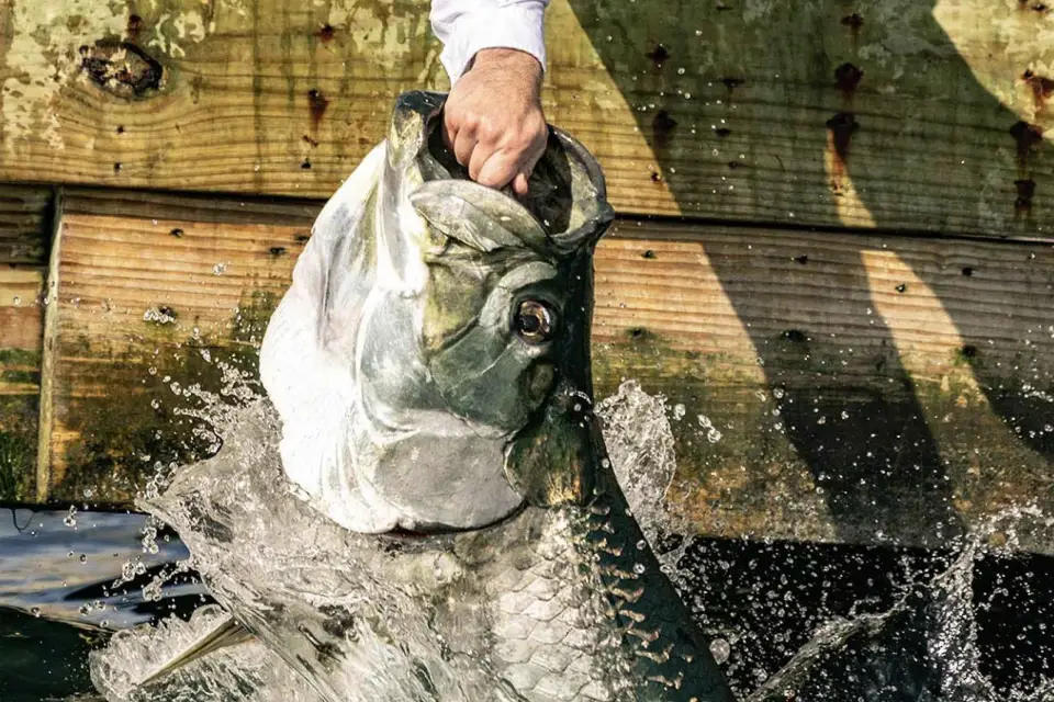 Miami: Experiencia de alimentación con peces gigantes