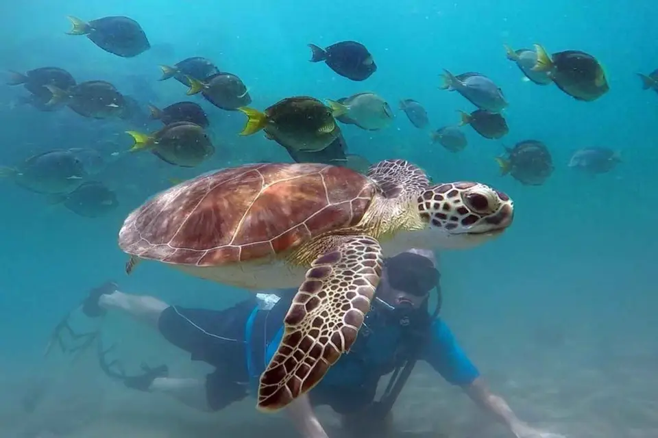 West Palm Beach: Buceo para principiantes con vídeos