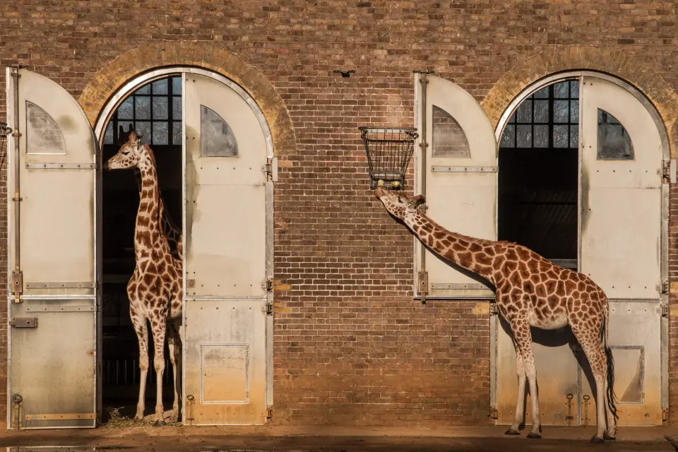 Entrada al ZSL London Zoo