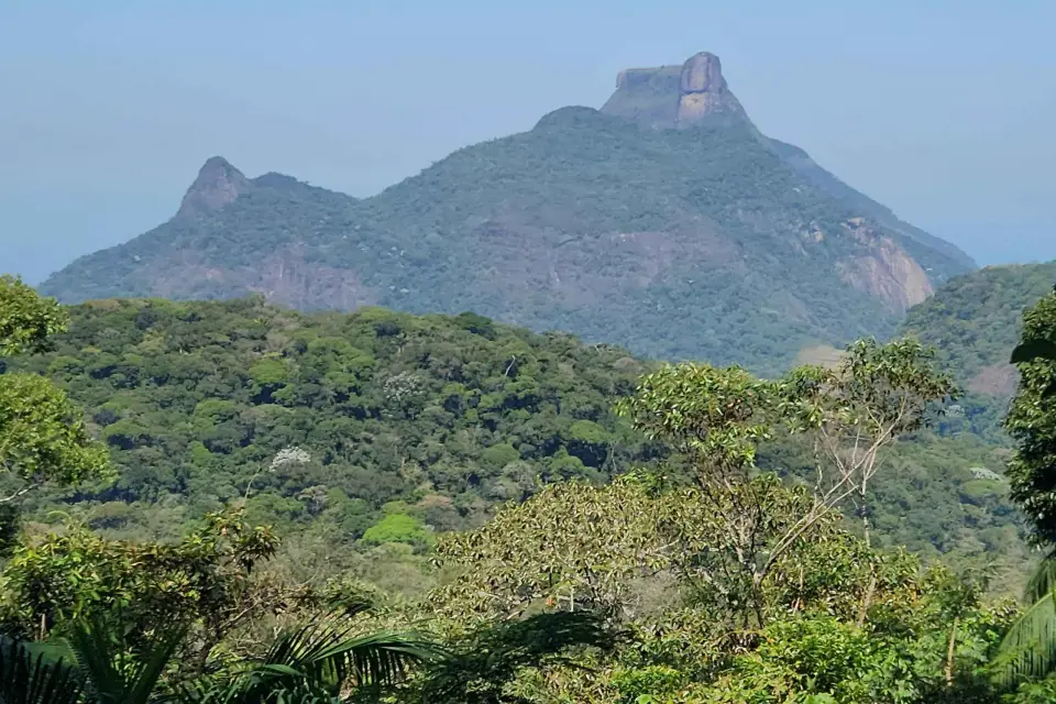 Río de Janeiro: Caminata por la Floresta de Tijuca hasta el Pico da Tijuca