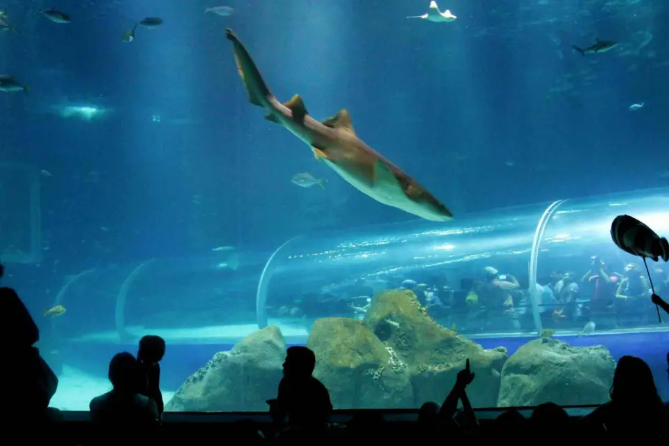 Descubre AquaRio y el Bulevar Olímpico: Vida marina y arte