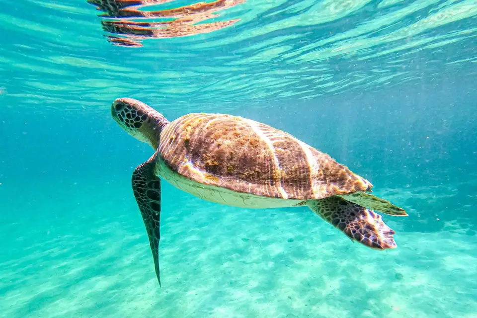 Excursión de un día a Angra dos Reis e Ilha Grande