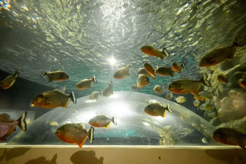 Excursión en grupo reducido por AquaRio y el Bulevar Olímpico