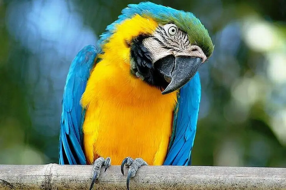 Roma: Entrada al Jardín Zoológico Bioparco di Roma