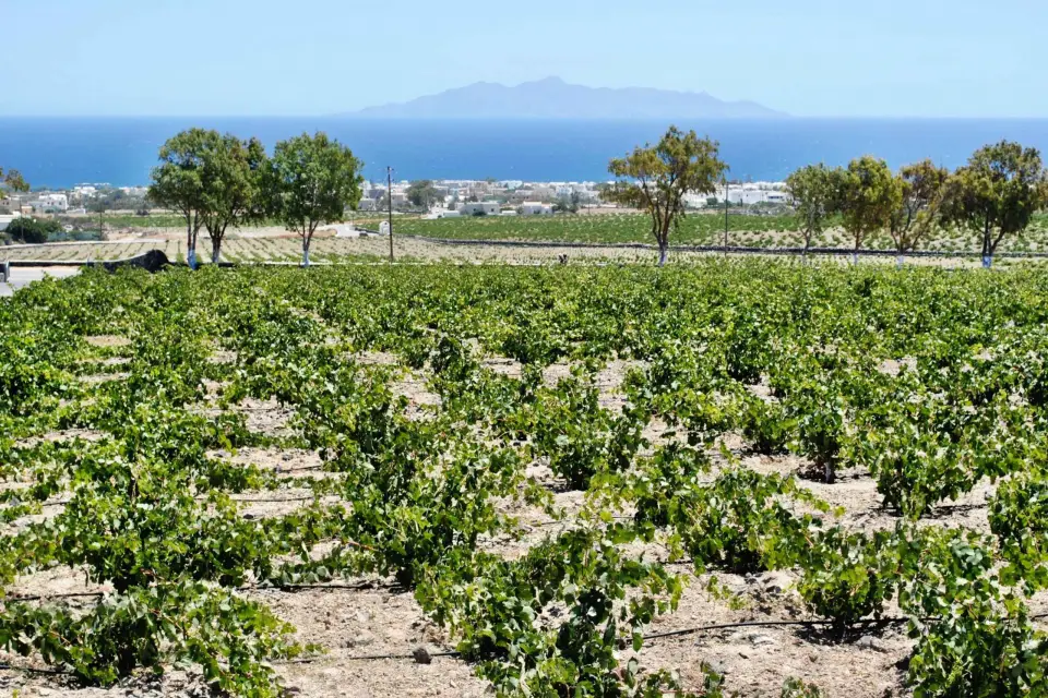 Santorini: Excursión de Cata de Vinos y Puesta de Sol