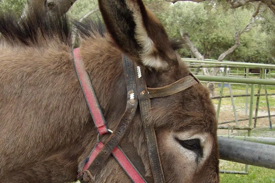 Montar en burro - Paseo por la costa