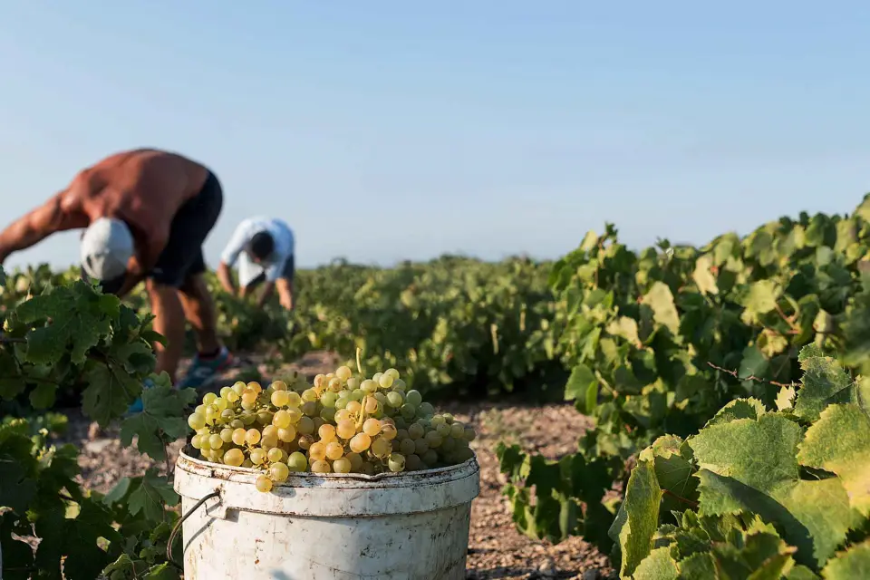 Rutas del Vino de Santorini: Visita a 3 Bodegas con un Sumiller