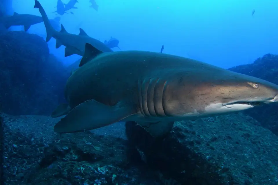 Bondi: Inmersión con tiburones en Bushrangers Bay para buceadores certificados