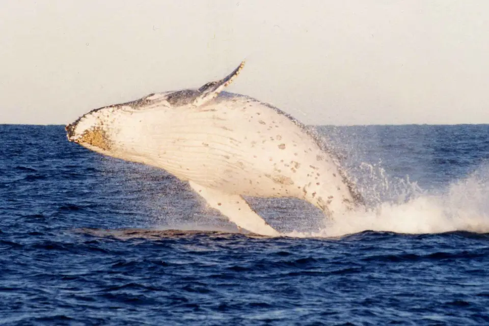 Combo Ballenas y Dunas en Grupo Reducido en Puerto Stephens