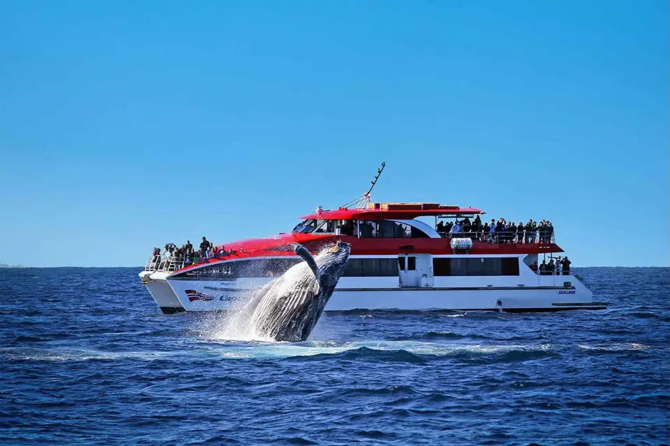 Sídney Crucero de avistamiento de ballenas Explorer